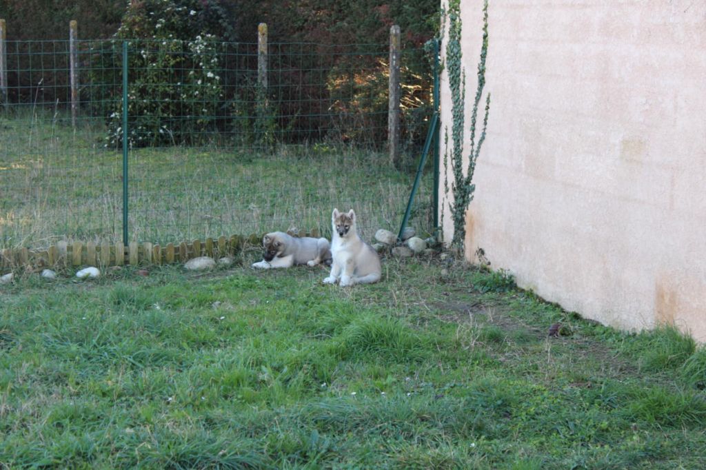 Of The Boreale Dynasty - Chiot disponible  - Siberian Husky