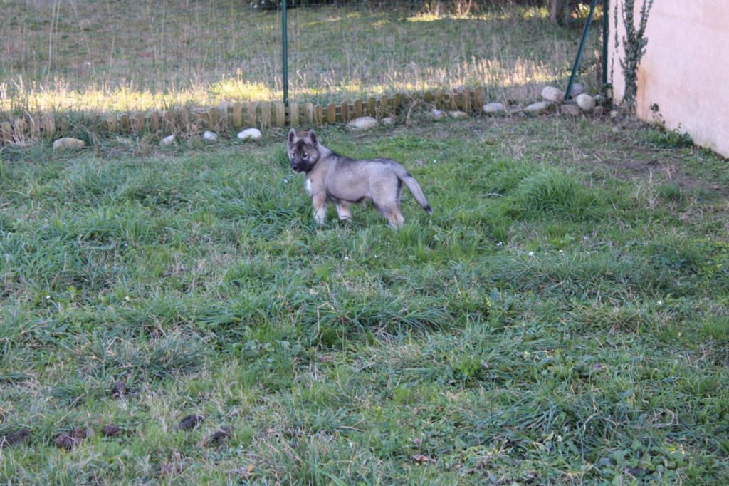 Of The Boreale Dynasty - Chiot disponible  - Siberian Husky