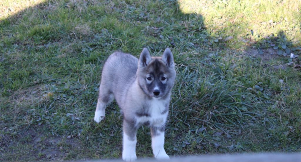 Of The Boreale Dynasty - Chiot disponible  - Siberian Husky