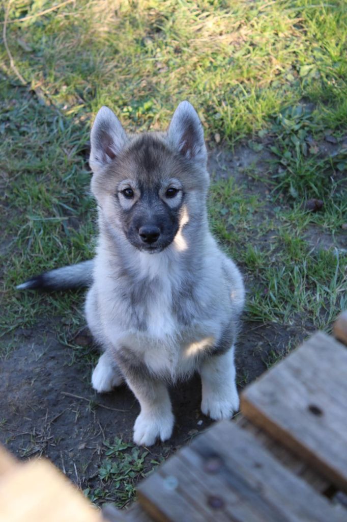 Of The Boreale Dynasty - Chiot disponible  - Siberian Husky