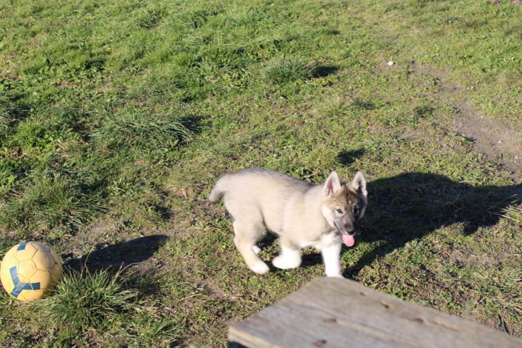 Of The Boreale Dynasty - Chiot disponible  - Siberian Husky