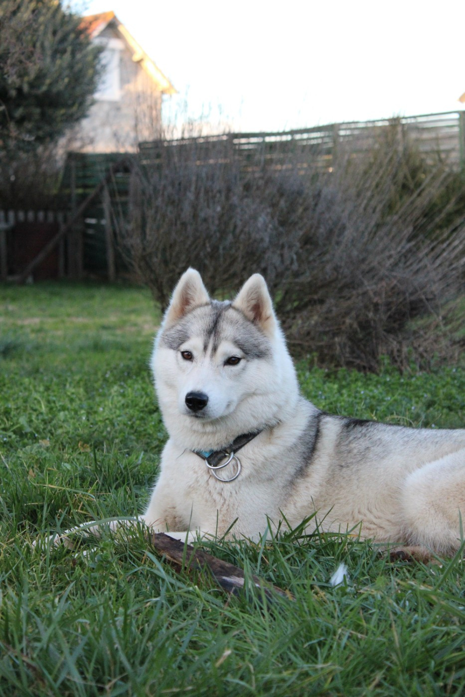 Sierra nevada of Nordic Forest