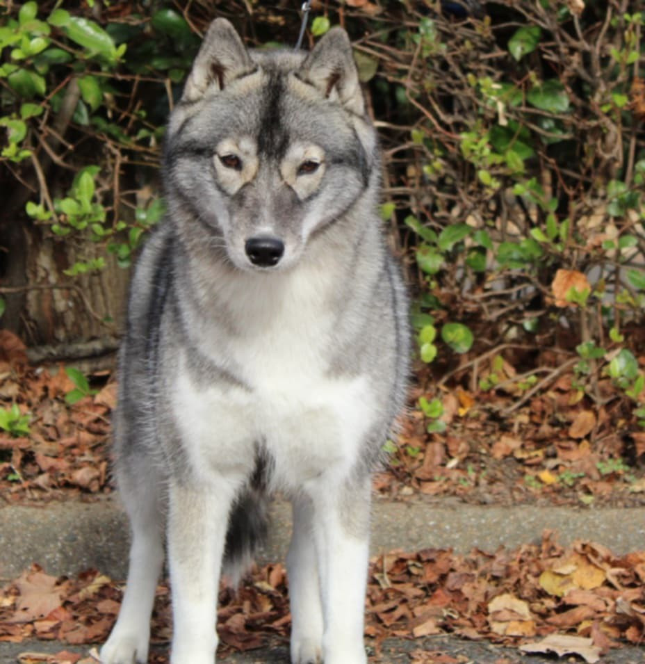 Bébés Tia & Tyson 2024